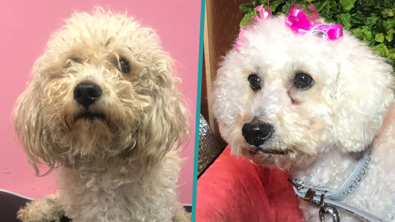 These Before & After Dog Makeover Photos Will Melt Your Heart