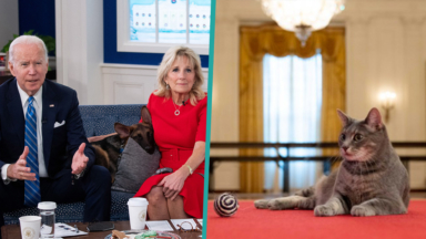 President Biden & Dr. Jill Biden Grow Their Pet Family By Welcoming Tabby Cat Willow
